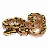 Ball Python - Asst Fancy Morph