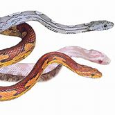 Corn Snake - Fancy Morph