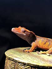 Gecko Crested - Fancy Asst