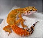 Leopard Gecko - Fancy Asst