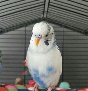 Parakeets - Fancy