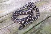 Kingsnake - Florida