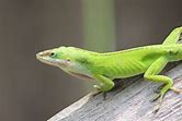 Green Anole