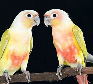 Conures - Green Cheek Dilute HF