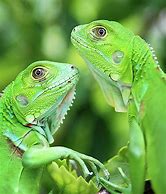 Green Iguanas