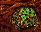 Frog - Pacman Green