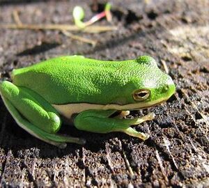 Green Tree Frog