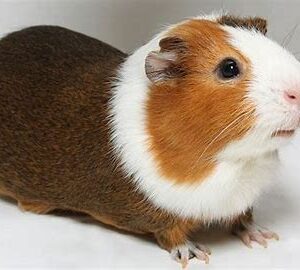 Guinea Pig - Male