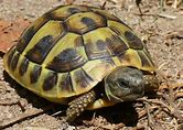 Herrman Tortoise CB