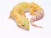 Leopard Gecko - Hypo Albino
