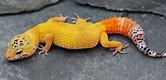 Leopard Gecko - Hypo Yellow