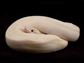 Ball Python - Ivory Pastel