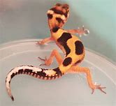 Leopard Gecko - Jungle