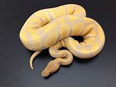 Ball Python - Albino Lavender
