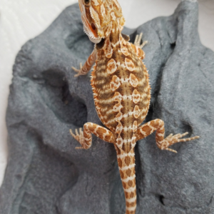 Leatherback Bearded Dragon Babies