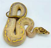 Ball Python - Ivory Leopard