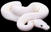 Ball Python - Leucistic