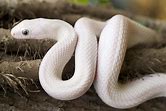 Ratsnake - Leucistic