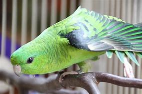Linolated Parakeets (Barred Parakeet)