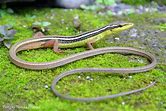 Long Tail Grass Lizard