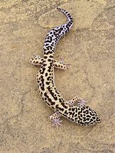 Leopard Gecko - Mack Snow Jungle