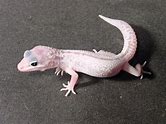 Leopard Gecko - Mack Snow Patternless