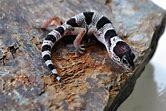 Leopard Gecko - Mack Snow