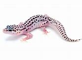 Leopard Gecko - Mack Super Snow