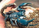 Malasian Blue Claw Scorpions