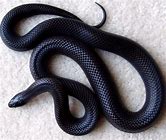 Kingsnake - Mexican Black