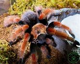 Tarantula - Mexican Fireleg CB