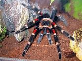 Tarantula - Mexican Flameknee CB