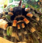 Tarantula - Mexican Giant Red Knee