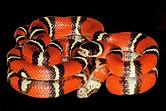 Milksnake - Nelsons