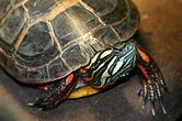 Painted Turtle