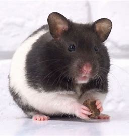 Hamsters - Panda Bear Male