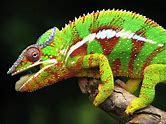 Panthers Chameleon