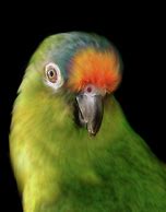 Conures - Peachfront