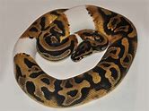 Ball Python - Pied Leopard