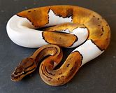 Ball Python - Pied Pinstripe