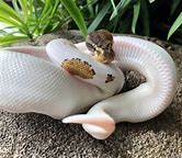 Ball Python - Pied Pinto
