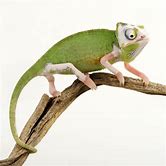 Pied Vieled Chameleon CB Low White