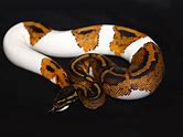 Ball Python - Pied Yellowbelly