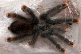 Tarantula - Pink Toe
