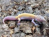Leopard Gecko - Radar