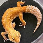 Leopard Gecko - Raptor