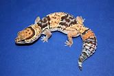 Leopard Gecko - Rare Asst