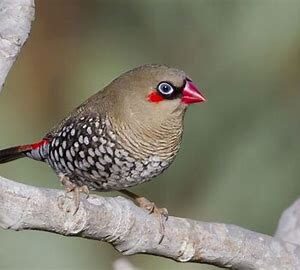 Finches - Red Ear / Rosy Rump