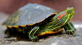Red Ear Slider CB