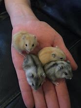 Hamsters - Russian Dwarf Female